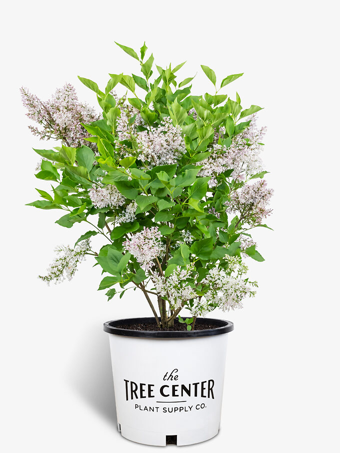 Lilac Bushes For Sale Buy Lilacs Online The Tree Center