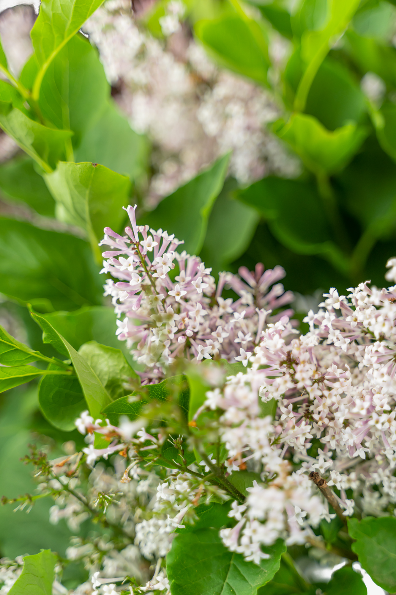 Miss Kim Lilac For Sale Online The Tree Center