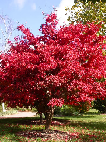 Osakazuki Japanese Maple
