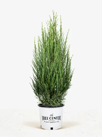 Green Arrow Alaskan Cedar Trees For Sale