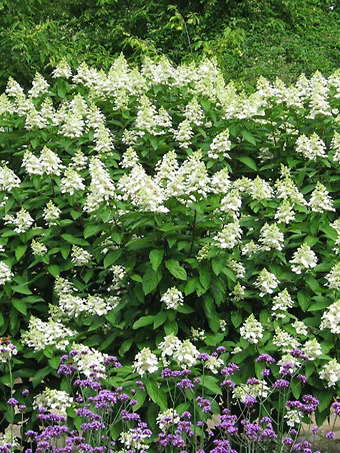 Tardiva White Hydrangea