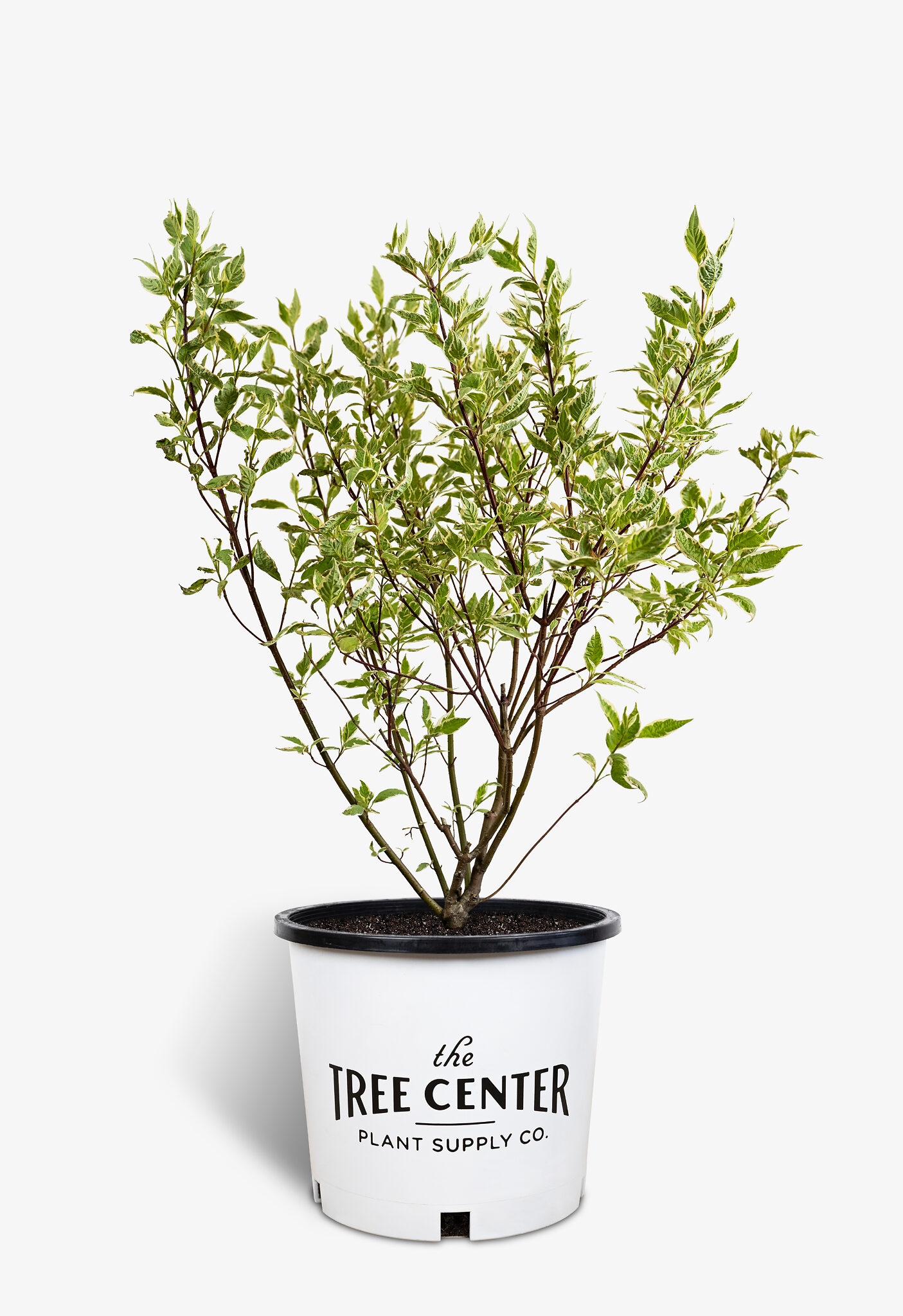 Variegated Red Twig Dogwood For Sale Online The Tree Center