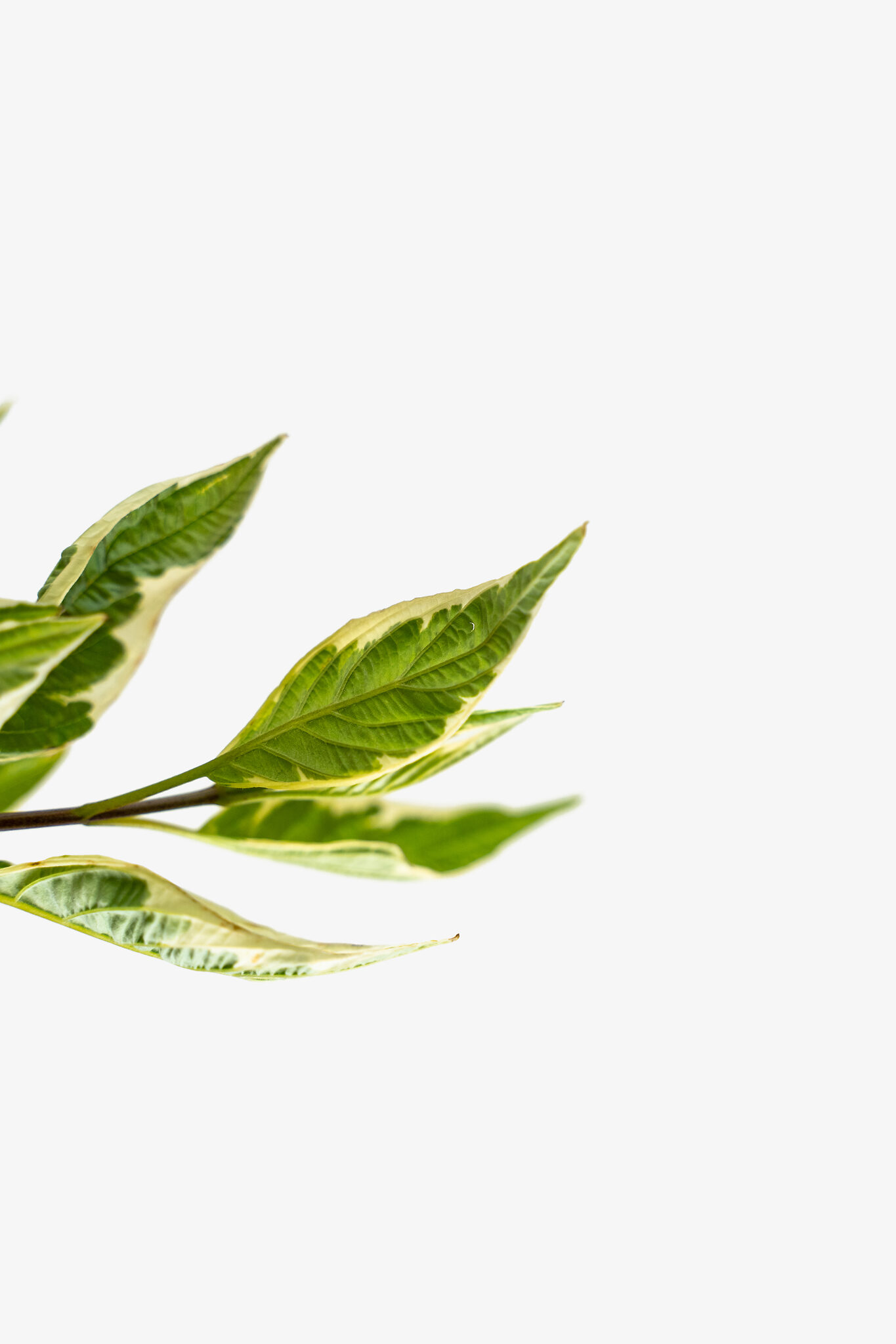 Variegated Red Twig Dogwood For Sale Online | The Tree Center