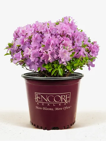 Autumn Lilac Encore® Azalea