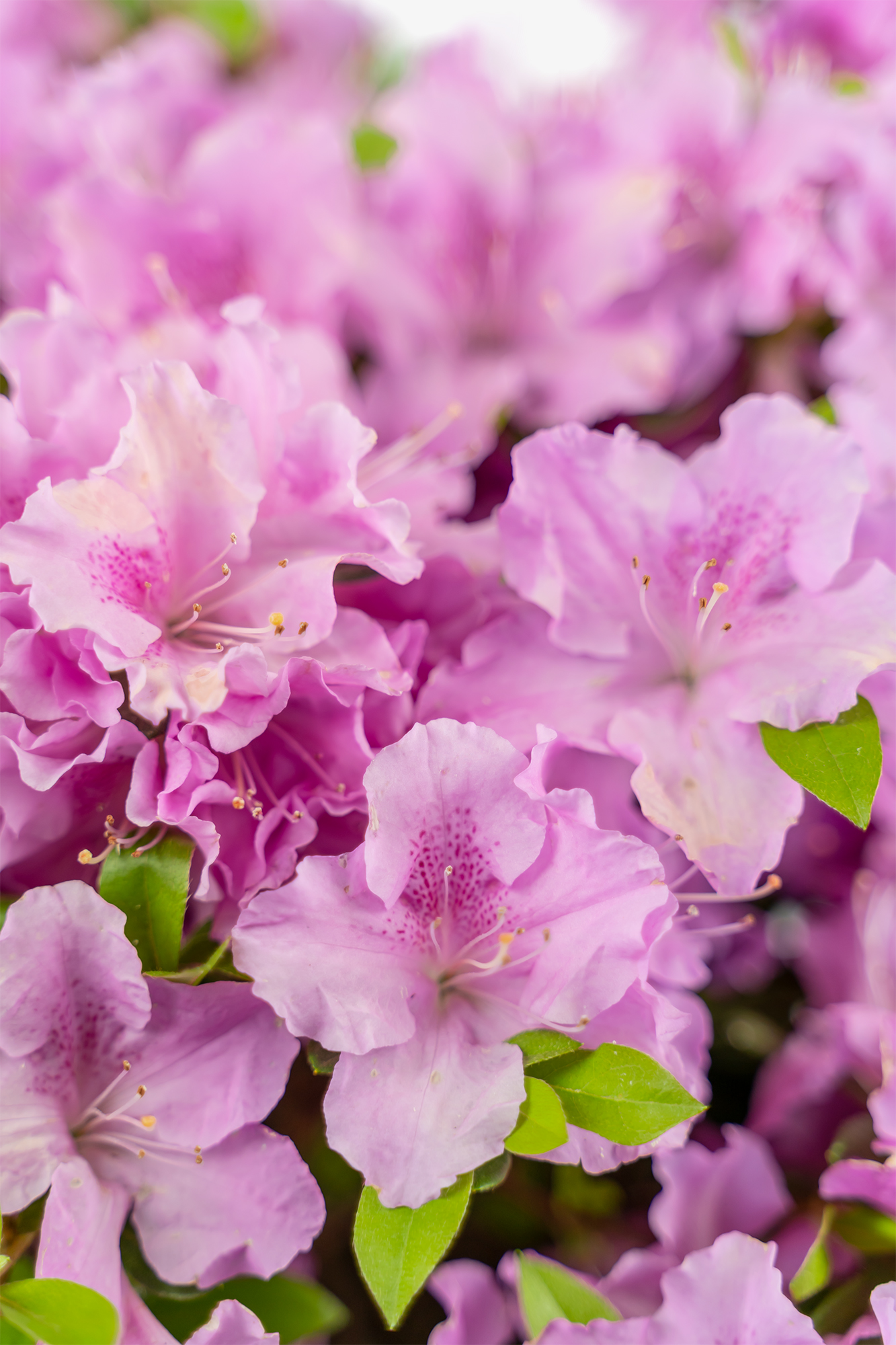 Buy Autumn Lilac Encore Azalea For Sale The Tree Center