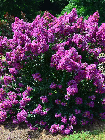 Purple Magic Crape Myrtle