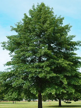 Pin Oak Tree