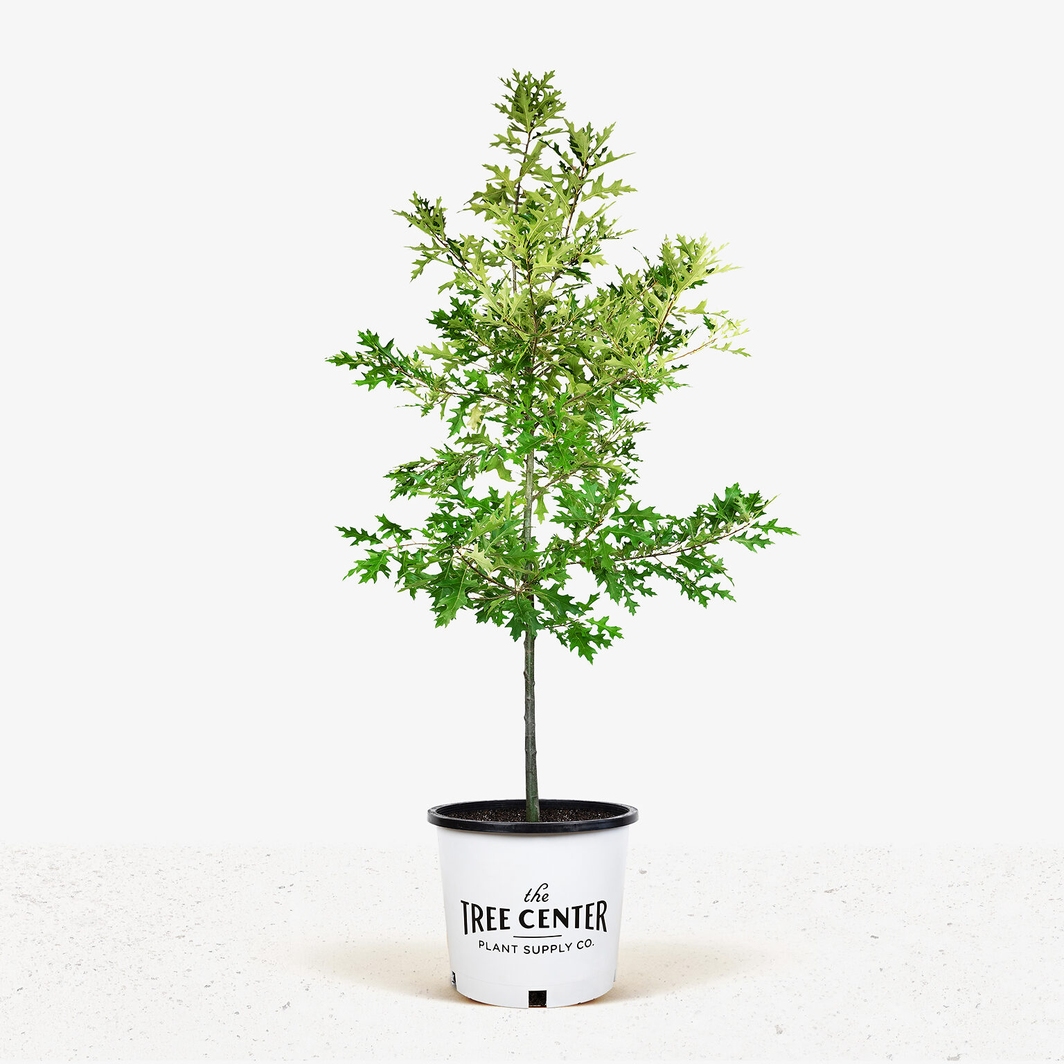 Pin Oak For Sale Online The Tree Center