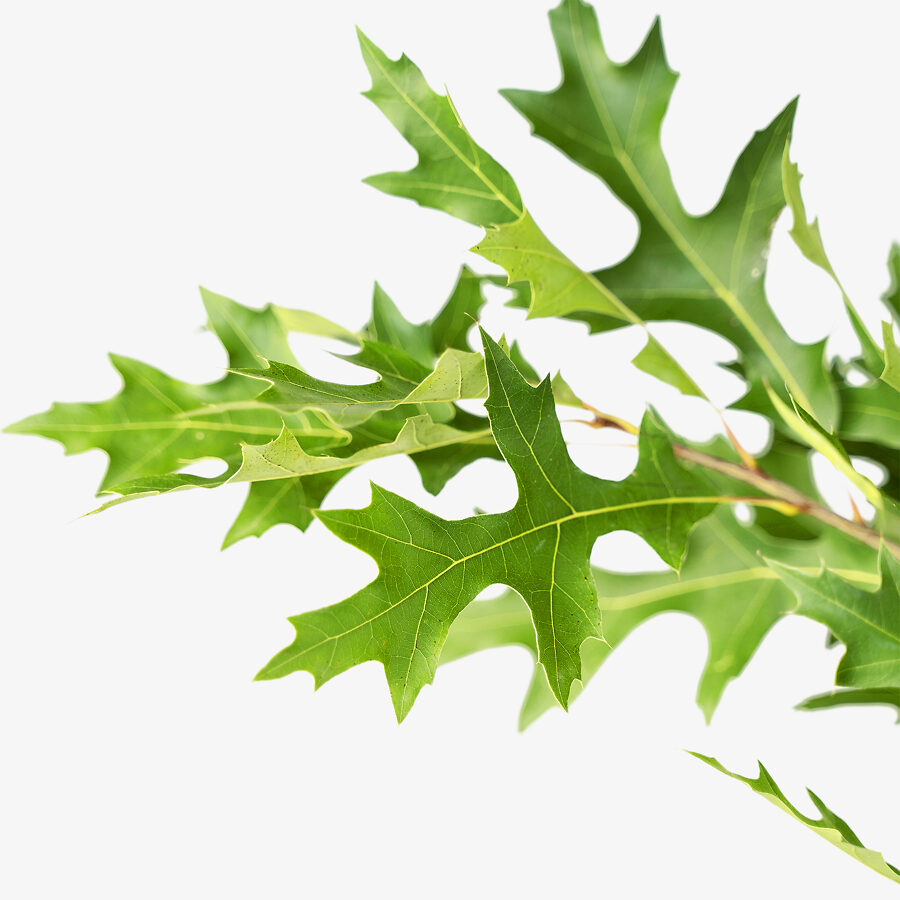 Pin Oak For Sale Online The Tree Center