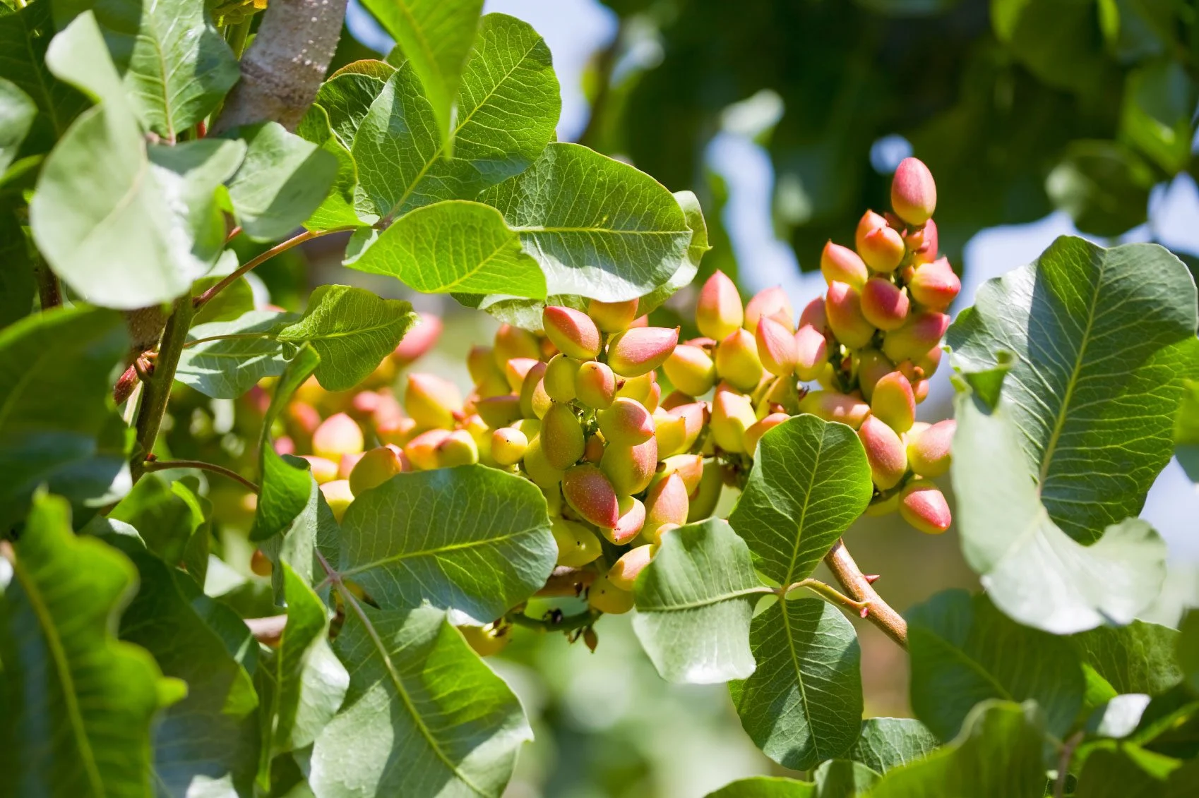 How Do Pistachios Grow Growth Facts About Pistachios benefits-of-pista-do-you-know-pistachios-are-not-only-rich-in-protein