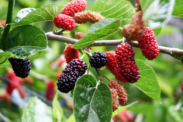 Cranberry Red Berry Stems - 10 pcs