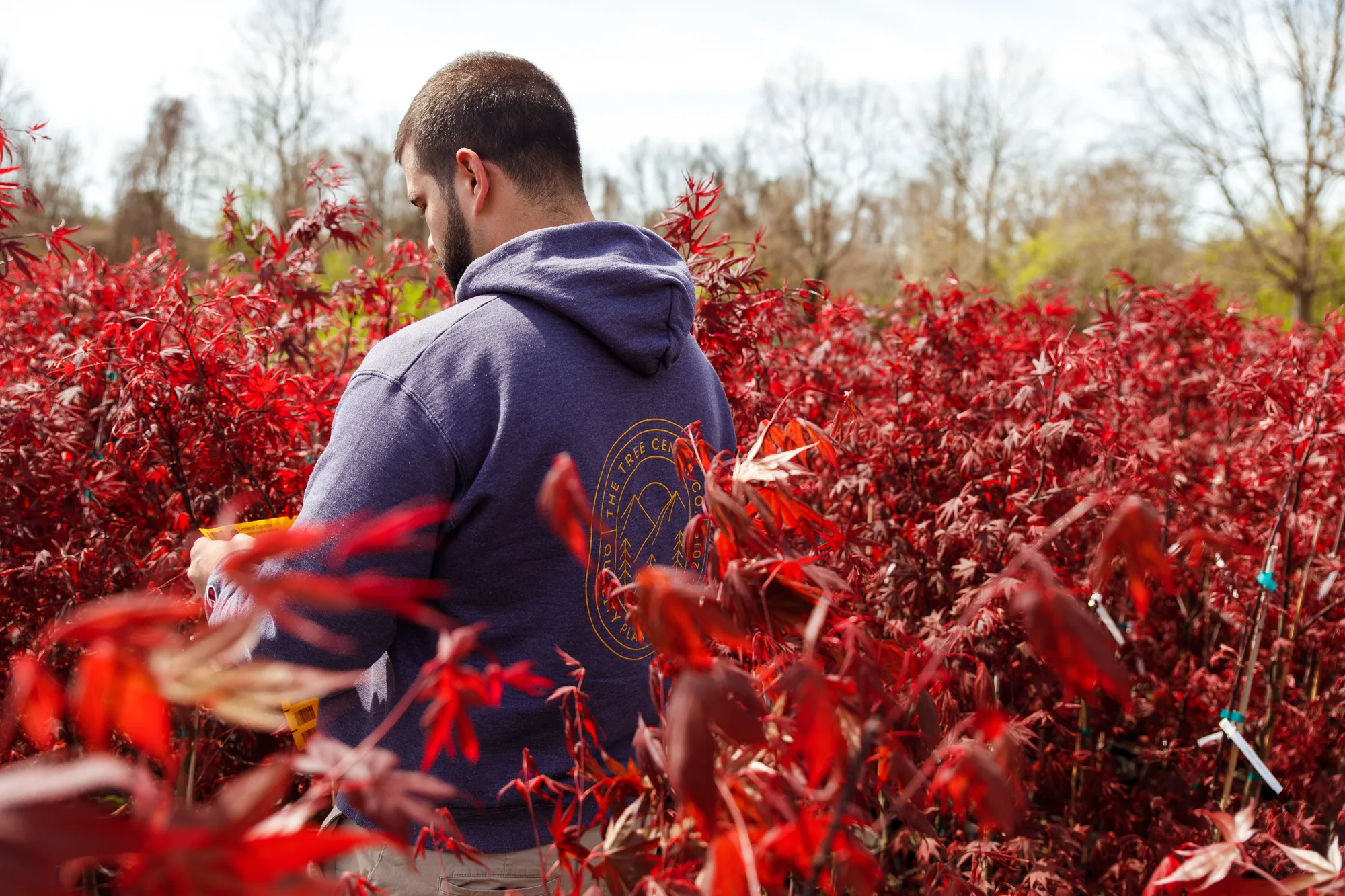 Red Berry Tree Identification: 18 Berry Tree & Bush Types (Summer vs Fall)