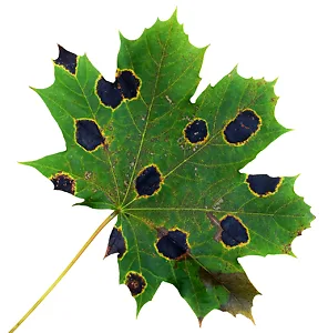Maple Leafs not Leaves? – Maple Leaves Forever