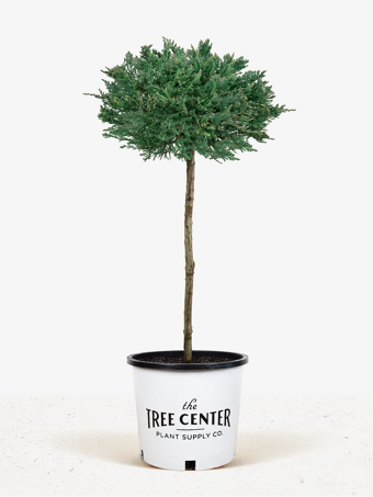 Blue Chip Juniper Tree Form