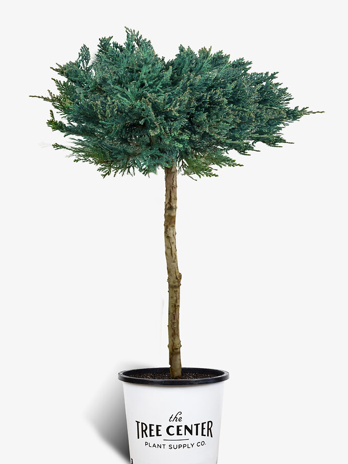 Juniper Trees For Sale Online The Tree Center