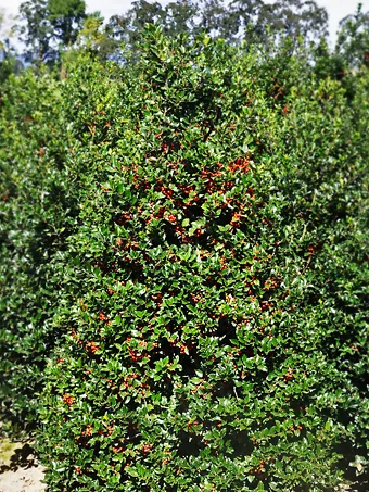  VOSAREA 10pcs Holly Berries Winter Berry Stems Berries