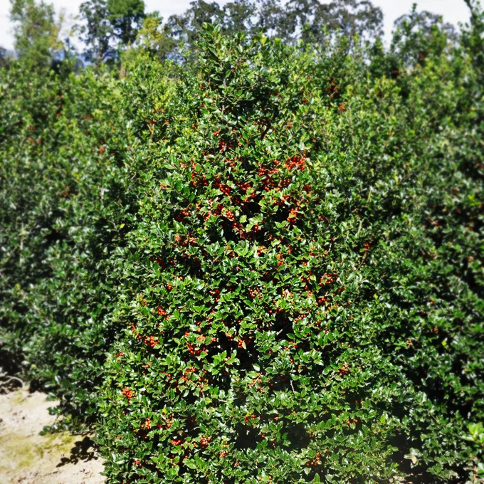 Blue Girl Holly For Sale Online | The Tree Center