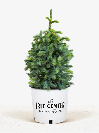 Fat Albert Colorado Blue Spruce