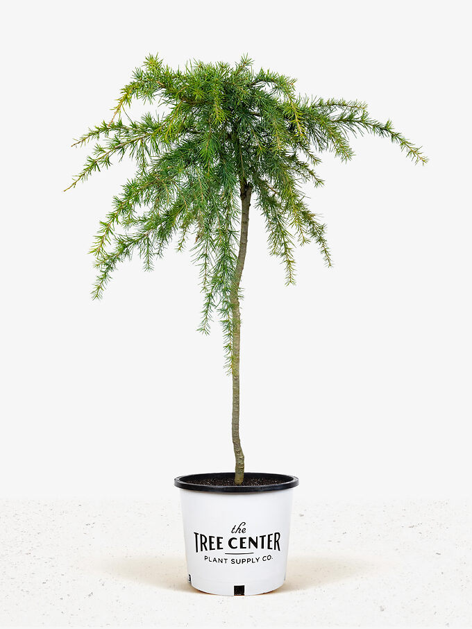 Deodar Cedar Tree For Sale Online | The Tree Center