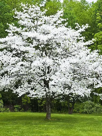 Flowering White Dogwood