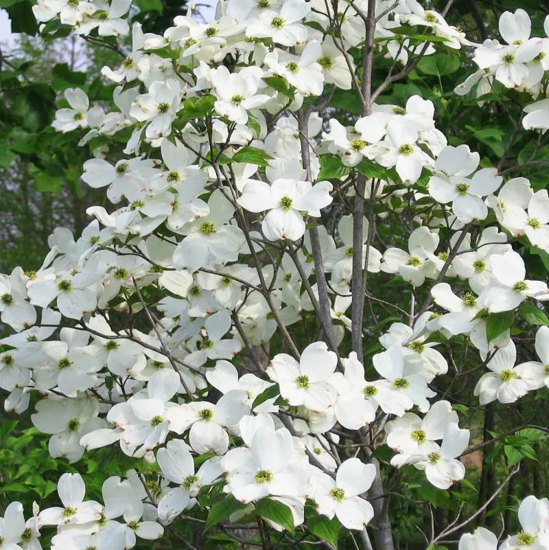 White Dogwood For Sale Online | The Tree Center