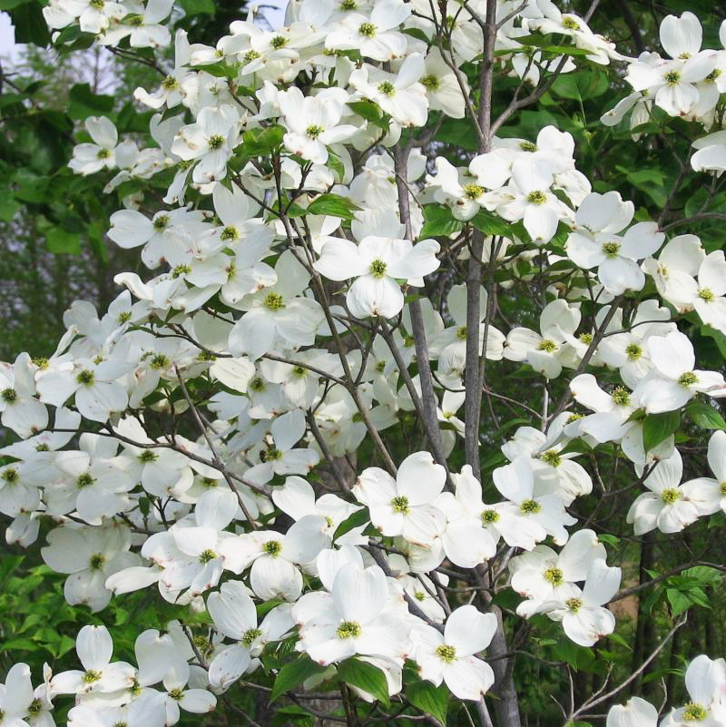 White Dogwood For Sale Online The Tree Center