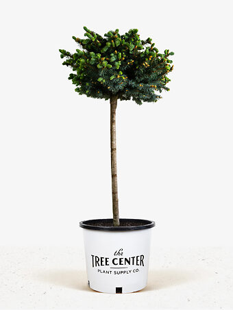 Globe Blue Spruce - Tree Form