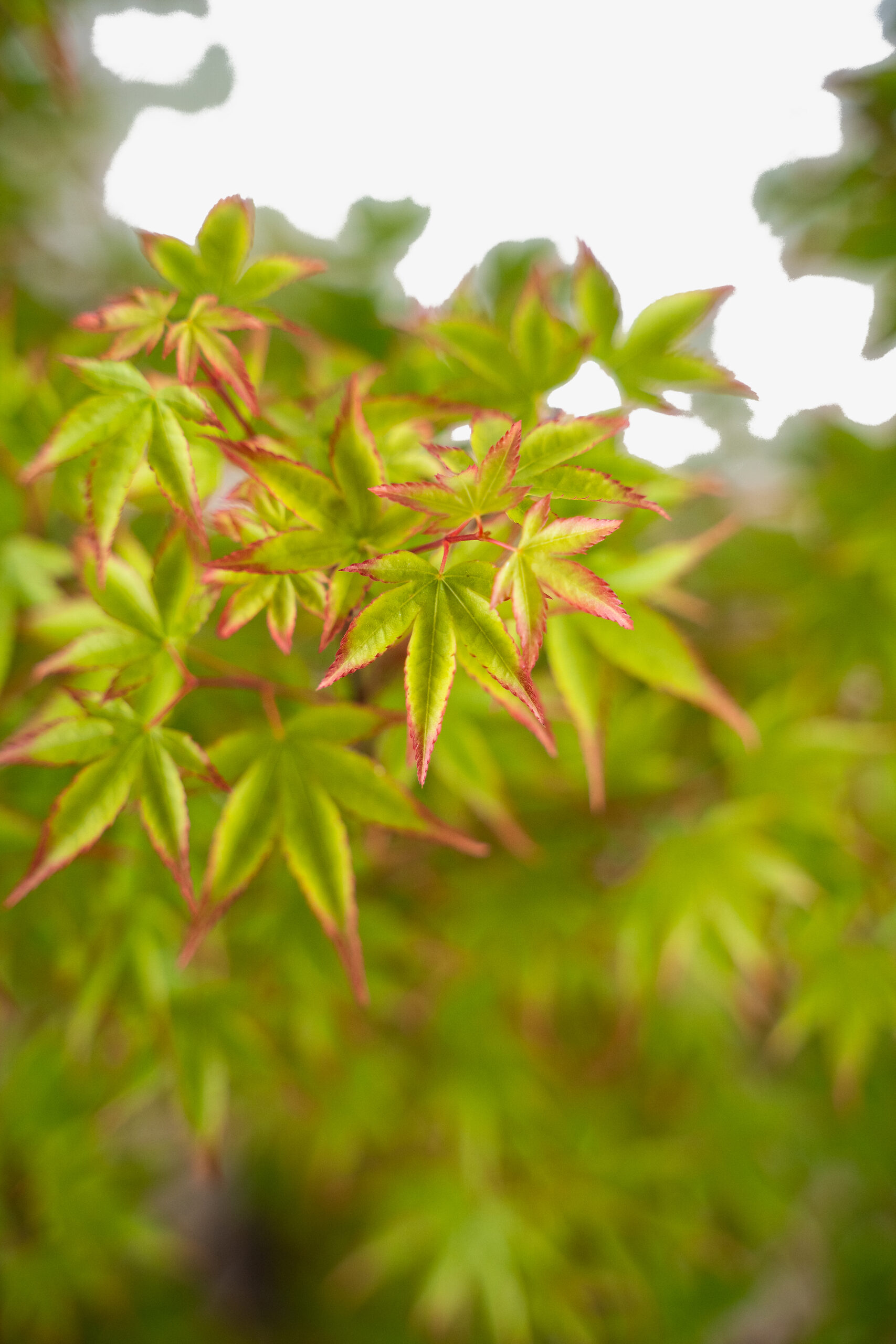 Kiyohime Japanese Maple For Sale Online The Tree Center