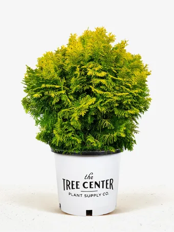 Nana Lutea Dwarf Hinoki Cypress