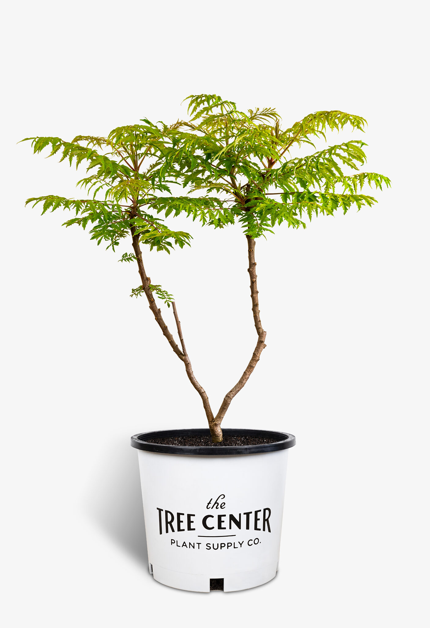 Tiger Eyes Sumac For Sale Online The Tree Center