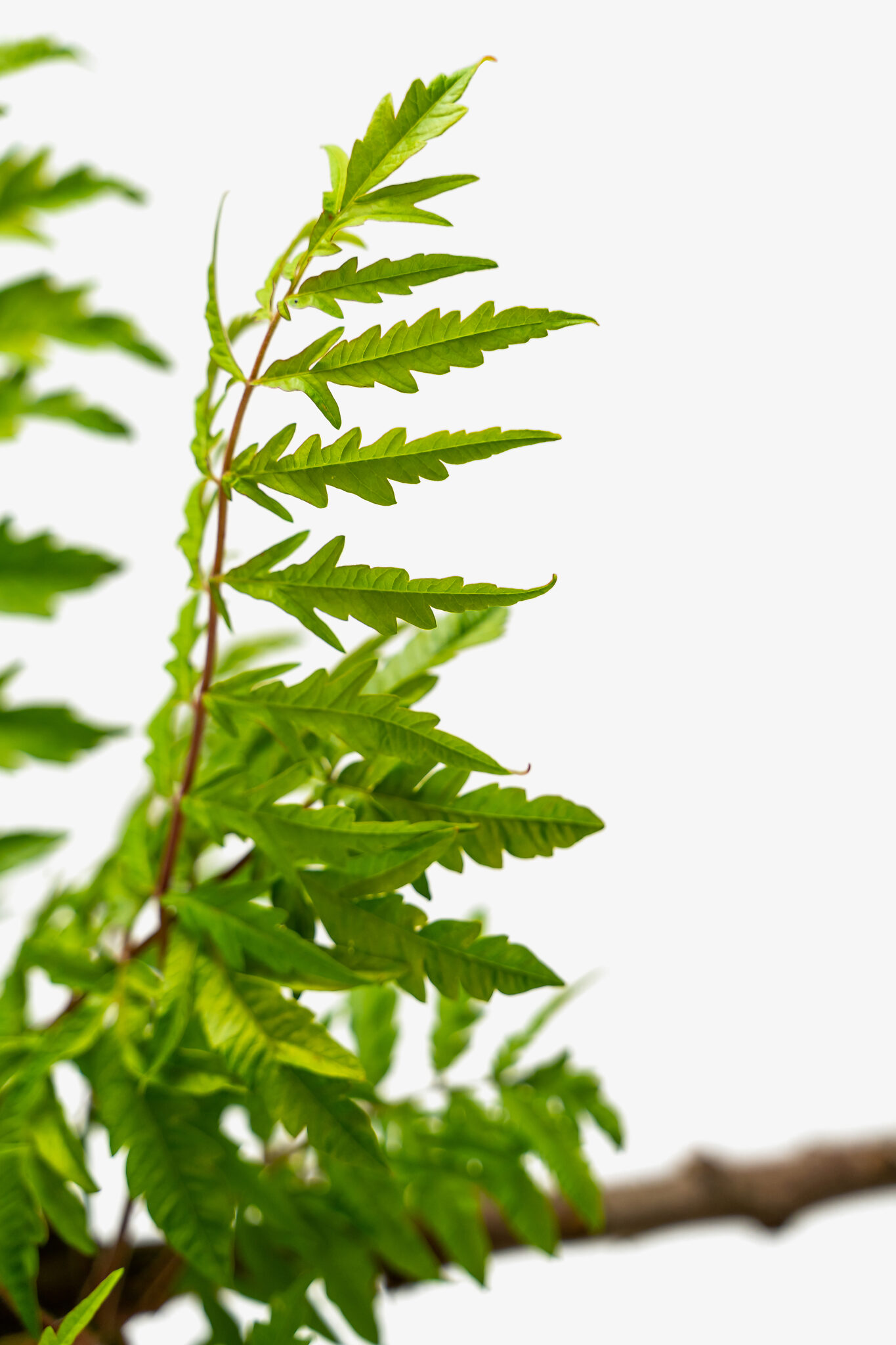 Tiger Eyes Sumac For Sale Online | The Tree Center