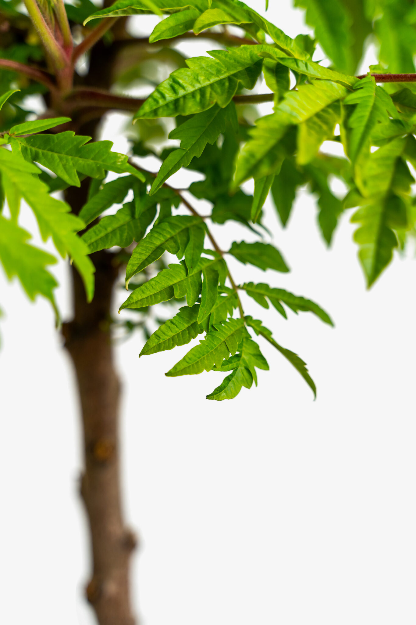 Tiger Eyes Sumac For Sale Online The Tree Center