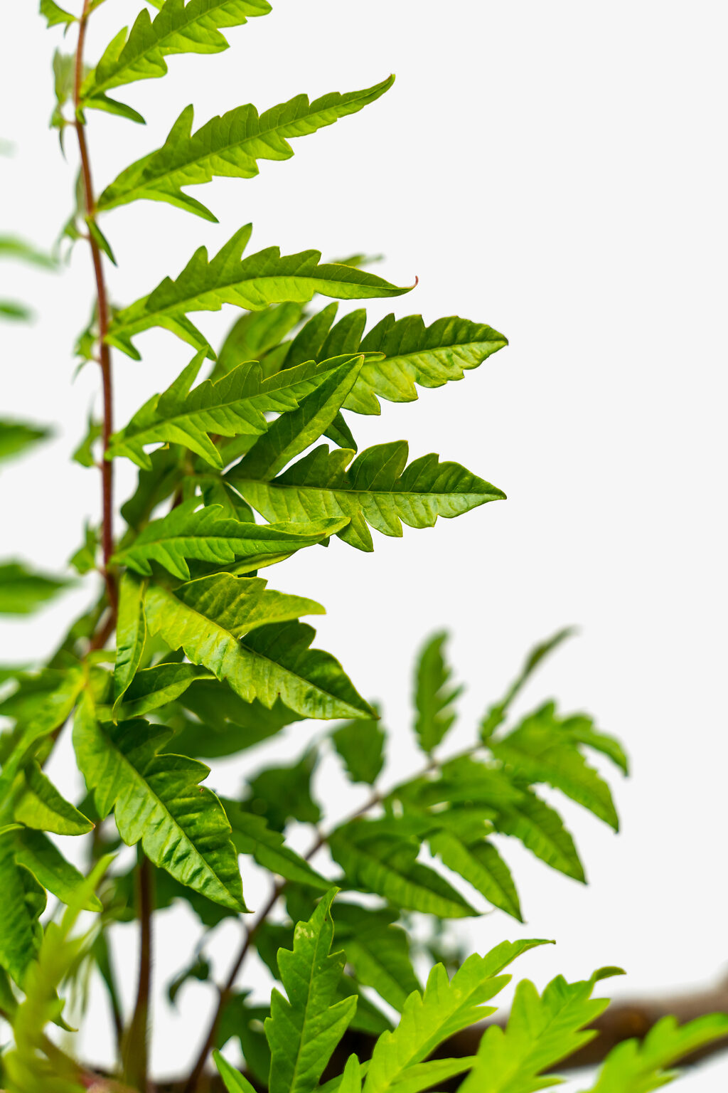 Tiger Eyes Sumac For Sale Online The Tree Center