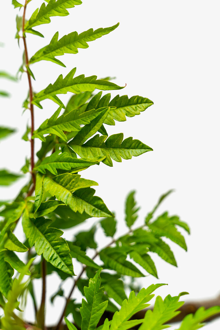 Tiger Eyes Sumac For Sale Online The Tree Center