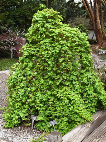 Ryusen Japanese Maple