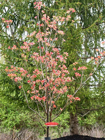 Cherokee Brave Dogwood Tree