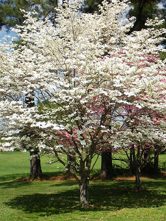 Cherokee Princess Dogwood Tree