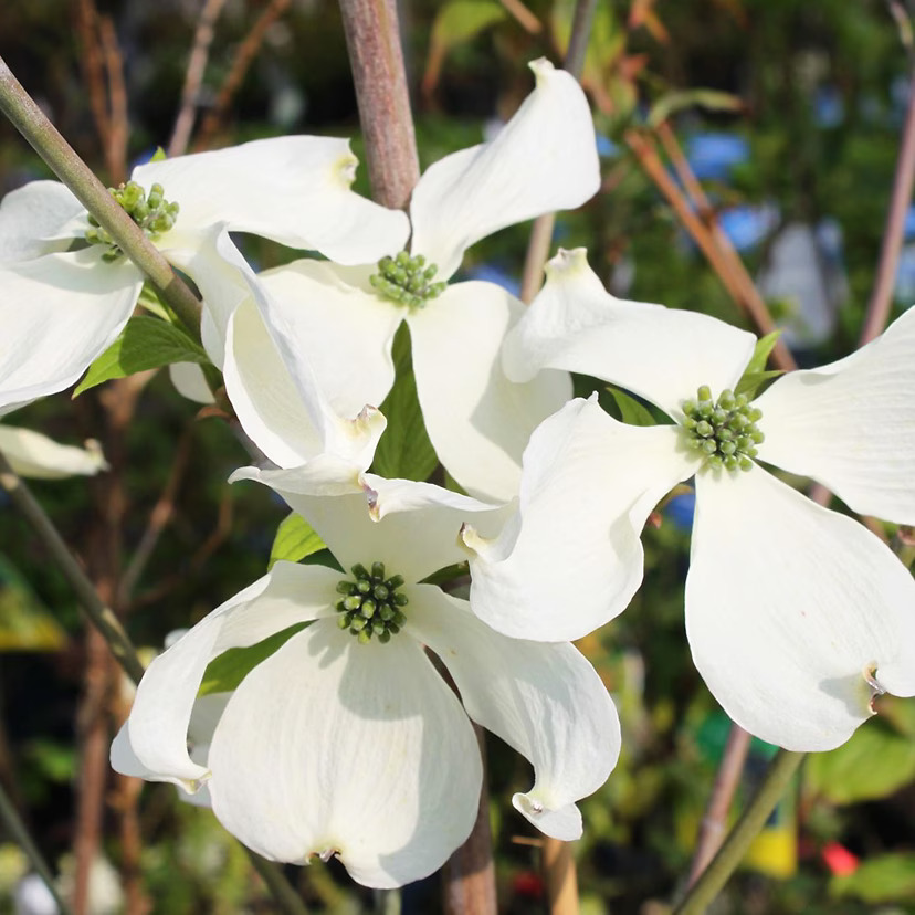 Cherokee Princess Dogwood Tree For Sale Online | The Tree Center