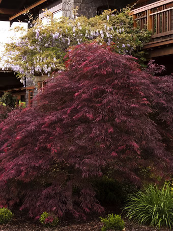 Ever Red Japanese Maple