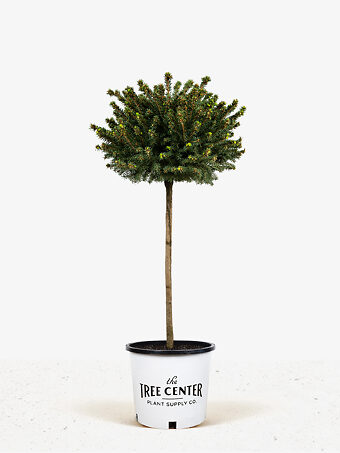 Little Gem Norway Spruce - Tree Form