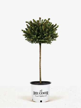 Little Gem Norway Spruce - Tree Form