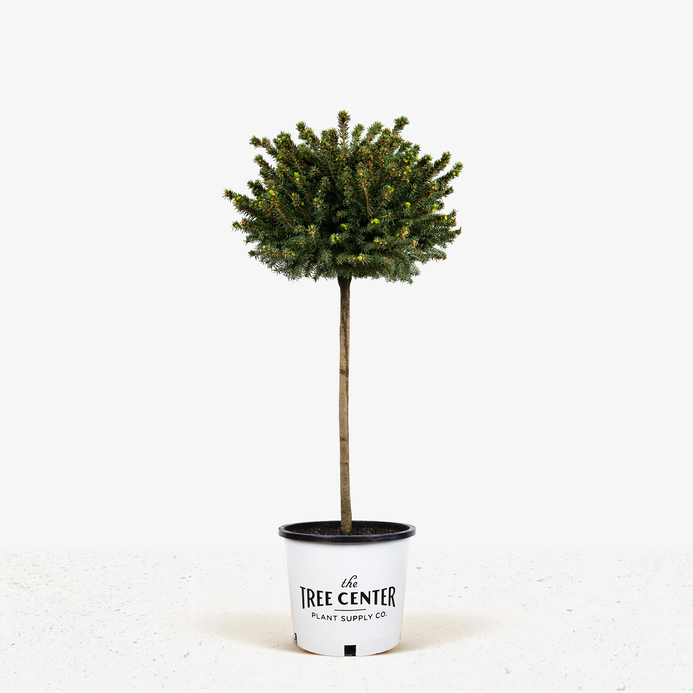 Little Gem Norway Spruce   Tree Form