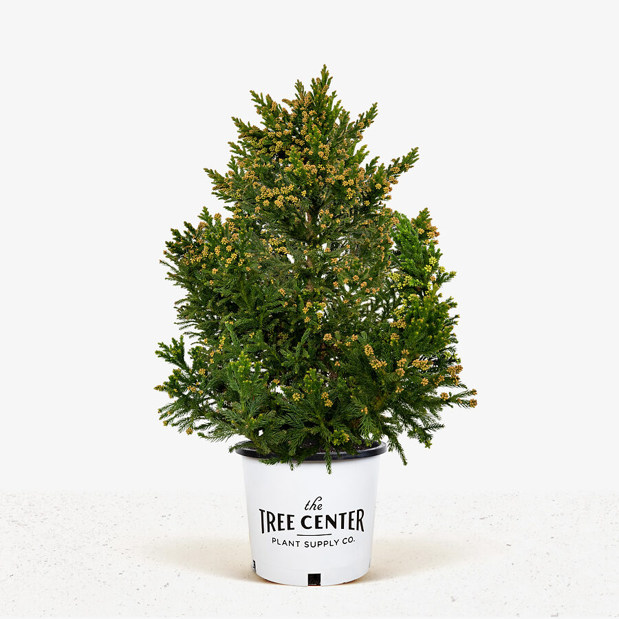 Black Dragon Cryptomeria Japanese Cedar For Sale Online The Tree Center
