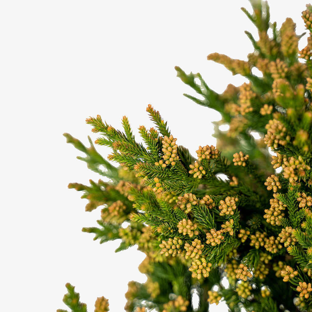 Black Dragon Cryptomeria Japanese Cedar For Sale Online The Tree Center