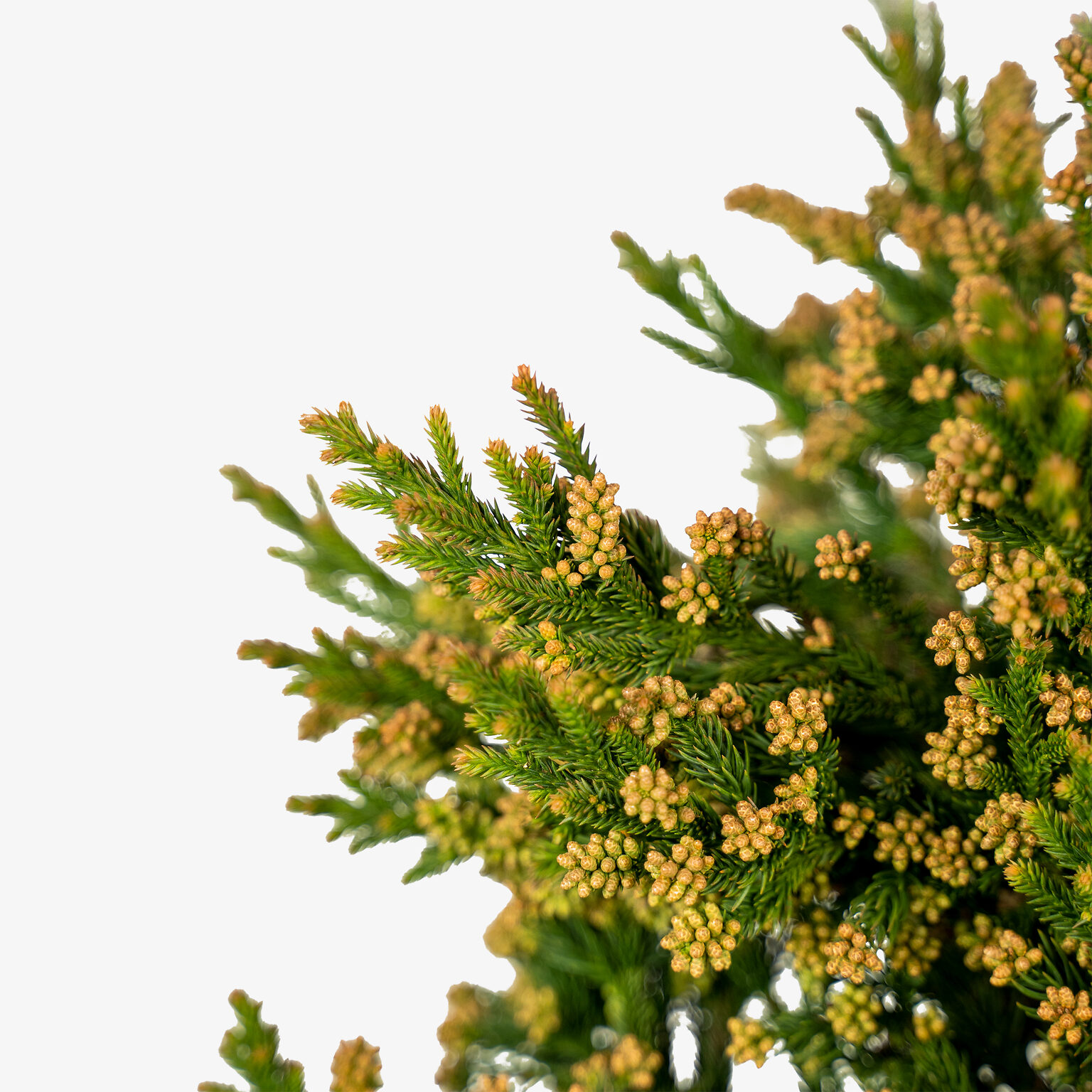 Black Dragon Cryptomeria Japanese Cedar For Sale Online The Tree Center