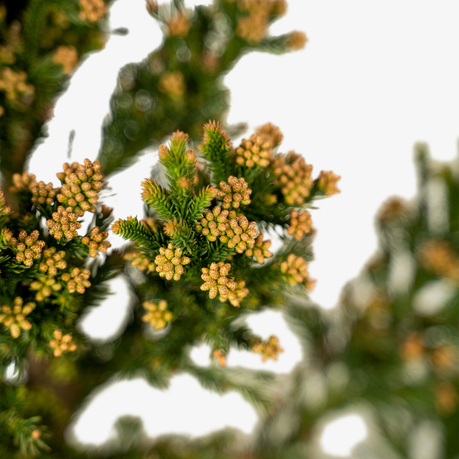 Black Dragon Cryptomeria Japanese Cedar For Sale Online The Tree Center