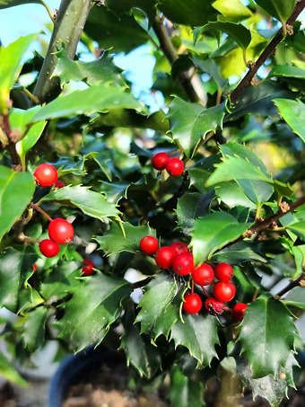 Blue Prince and Princess Combo Holly Bush