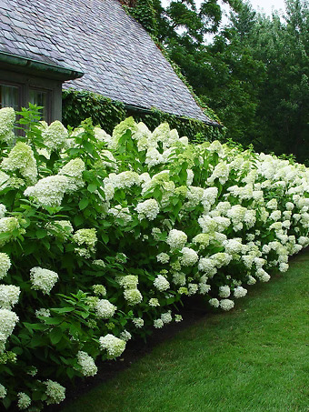 Limelight Hydrangea