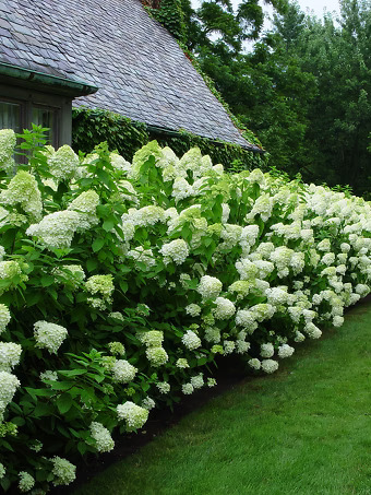 Limelight Hydrangea