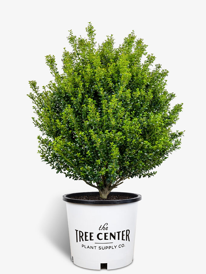 Buy Holly Trees Holly Bushes & Trees For Sale The Tree Center